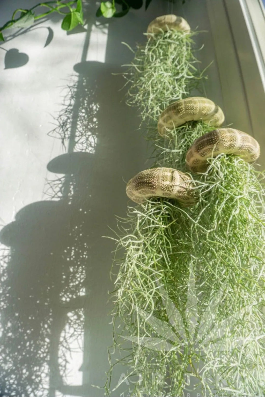 SeaThrive™ — Bring Peaceful Coastal Beauty and Effortless Greenery Into Your Home