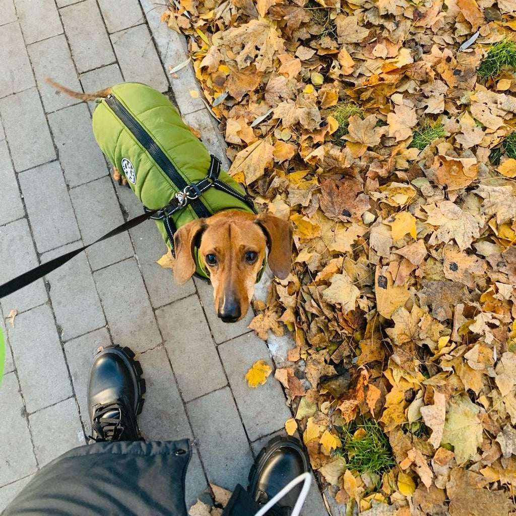 StormGuard™ Shield Coat — Wrap Your Dog in Cozy, Weatherproof Control for Stress-Free Walks