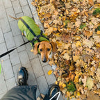 StormGuard™ Shield Coat — Wrap Your Dog in Cozy, Weatherproof Control for Stress-Free Walks