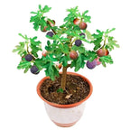 Figmaestro™ Seeds — Grow a Lifetime of Juicy, Thriving Fig Trees That Make Your Garden Glow