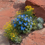 EnchantWing™ Butterfly Bloom Seeds — Transform Your Garden into a Vibrant Butterfly Paradise That Dazzles Every Eye