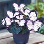 EnchantWing™ Butterfly Bloom Seeds — Transform Your Garden into a Vibrant Butterfly Paradise That Dazzles Every Eye