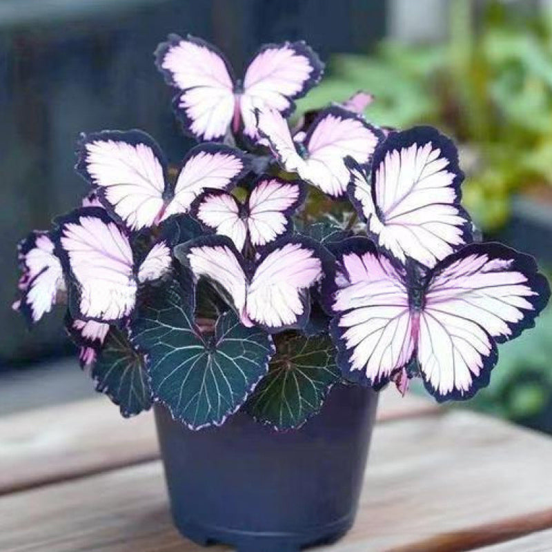EnchantWing™ Butterfly Bloom Seeds — Transform Your Garden into a Vibrant Butterfly Paradise That Dazzles Every Eye