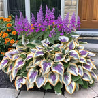ShadeMuse™ — Transform Hidden Shade into a Vibrant, Effortless Garden Sanctuary