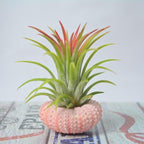SeaThrive™ — Bring Peaceful Coastal Beauty and Effortless Greenery Into Your Home