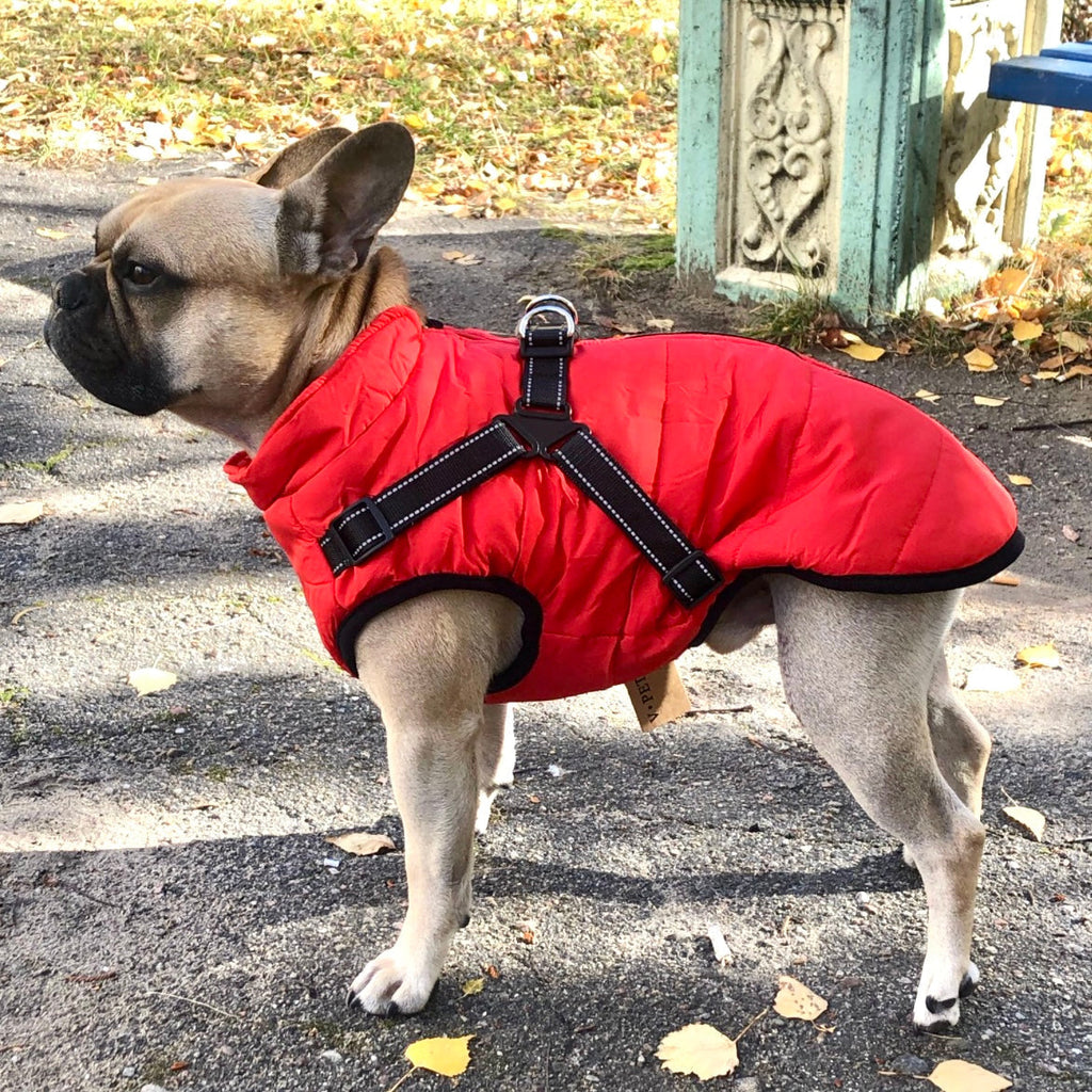 StormGuard™ Shield Coat — Wrap Your Dog in Cozy, Weatherproof Control for Stress-Free Walks
