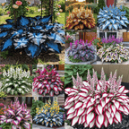 ShadeMuse™ — Transform Hidden Shade into a Vibrant, Effortless Garden Sanctuary