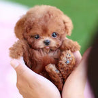 HeartPup™ — Experience Unforgettable Puppy Love That Warms Your Heart Instantly