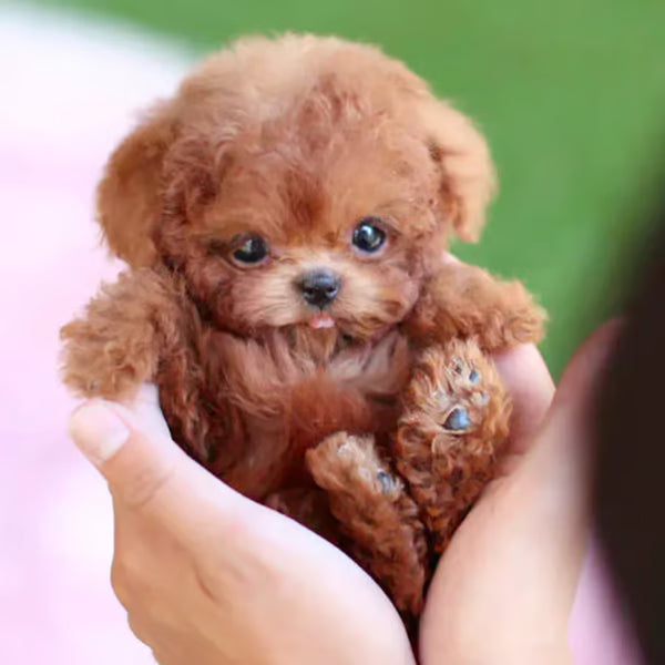 HeartPup™ — Experience Unforgettable Puppy Love That Warms Your Heart Instantly