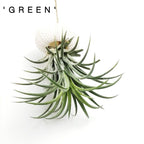 SeaThrive™ — Bring Peaceful Coastal Beauty and Effortless Greenery Into Your Home