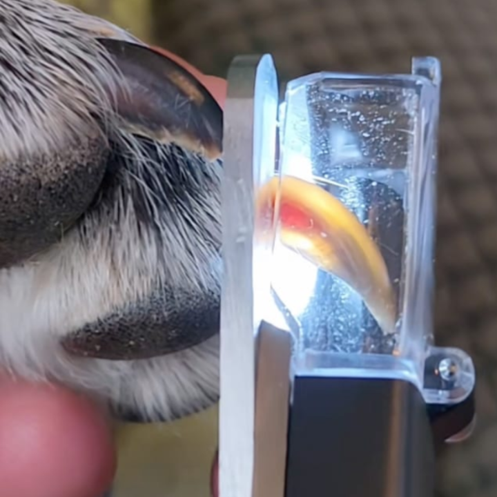 PawLuma™ — Master Nail Trims with Calm Confidence and Zero Stress