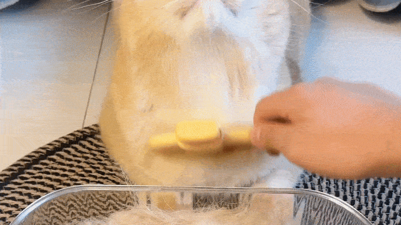 SereniPaw™ — Transform Brushing Into Your Cat’s Most Loved Moment