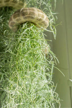 SeaThrive™ — Bring Peaceful Coastal Beauty and Effortless Greenery Into Your Home