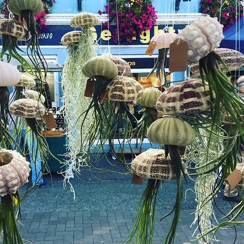 SeaThrive™ — Bring Peaceful Coastal Beauty and Effortless Greenery Into Your Home