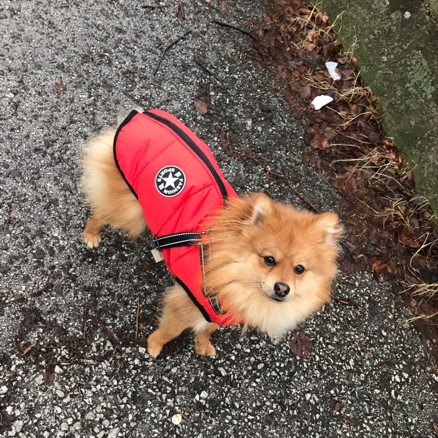 StormGuard™ Shield Coat — Wrap Your Dog in Cozy, Weatherproof Control for Stress-Free Walks