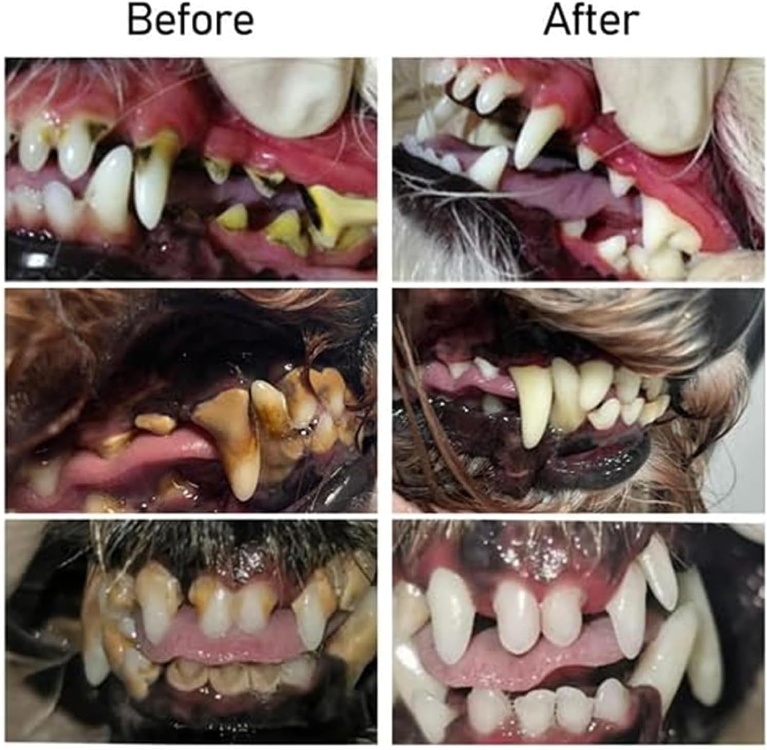 VibrantPaw™ — Unleash Your Pet’s Brightest, Freshest Smile Ever
