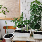 ThriveGrip™ — Unshakable Support That Turns Your Garden Into a Showstopper