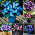 EnchantWing™ Butterfly Bloom Seeds — Transform Your Garden into a Vibrant Butterfly Paradise That Dazzles Every Eye