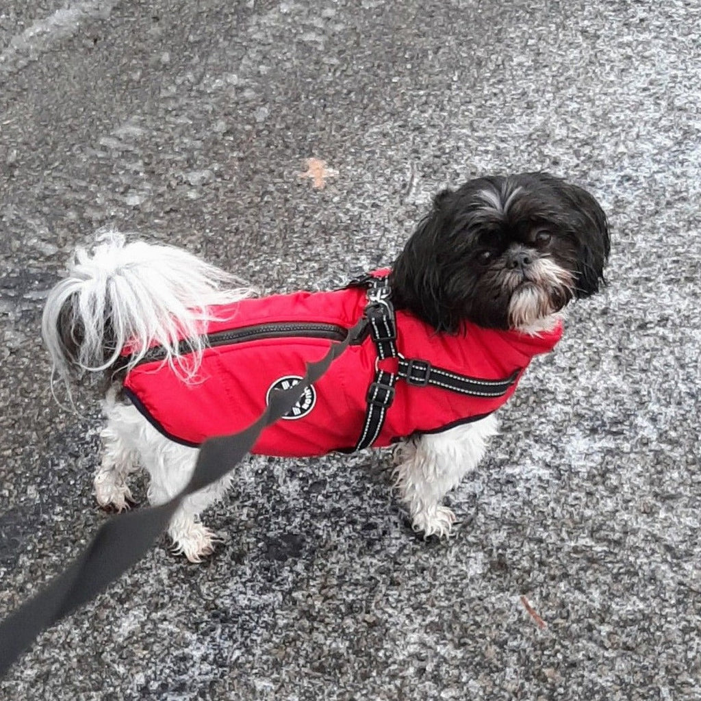 StormGuard™ Shield Coat — Wrap Your Dog in Cozy, Weatherproof Control for Stress-Free Walks