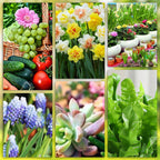 Plant Nutrition | Uniform Nutrient Spread | Simple Plug-In | RootVita