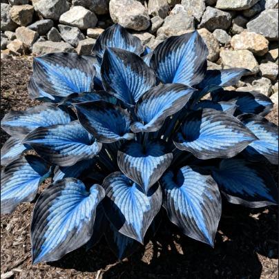 ShadeMuse™ — Transform Hidden Shade into a Vibrant, Effortless Garden Sanctuary