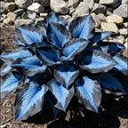 ShadeMuse™ — Transform Hidden Shade into a Vibrant, Effortless Garden Sanctuary