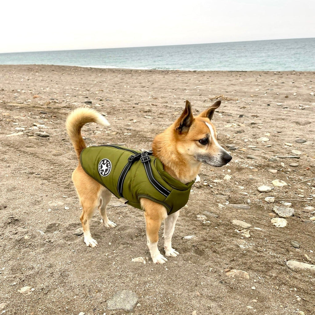StormGuard™ Shield Coat — Wrap Your Dog in Cozy, Weatherproof Control for Stress-Free Walks