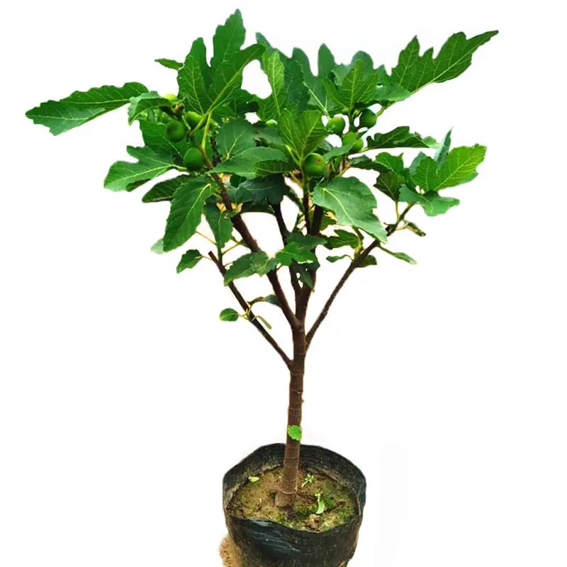 Figmaestro™ Seeds — Grow a Lifetime of Juicy, Thriving Fig Trees That Make Your Garden Glow