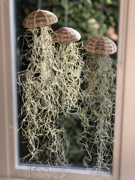 SeaThrive™ — Bring Peaceful Coastal Beauty and Effortless Greenery Into Your Home