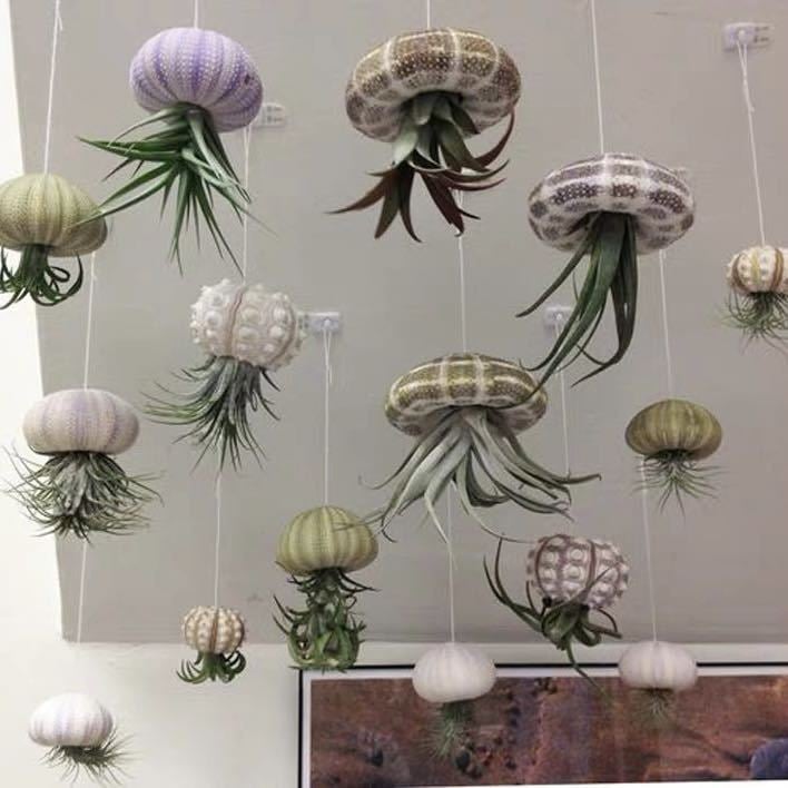 SeaThrive™ — Bring Peaceful Coastal Beauty and Effortless Greenery Into Your Home