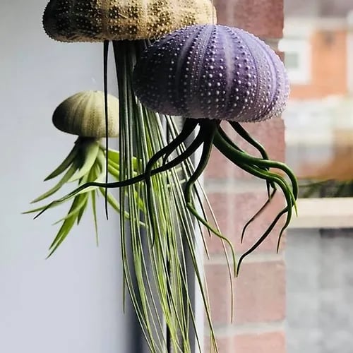 SeaThrive™ — Bring Peaceful Coastal Beauty and Effortless Greenery Into Your Home