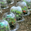 Garden Plant Cover | Clear Frost Shield | For Seedlings & Vegetables | Frostguard