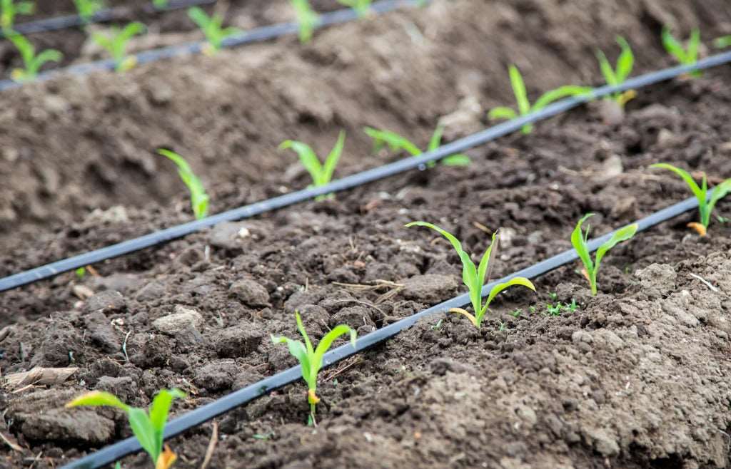 Cooling Irrigation System | Save 70% Water | Garden, Lawn & Terrace | RootMist