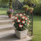 EnchantWing™ Butterfly Bloom Seeds — Transform Your Garden into a Vibrant Butterfly Paradise That Dazzles Every Eye