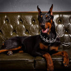 Adjustable Dog Training Collar | Rubber-Tipped Metal Links | Padded Chain | No-Pull Correction