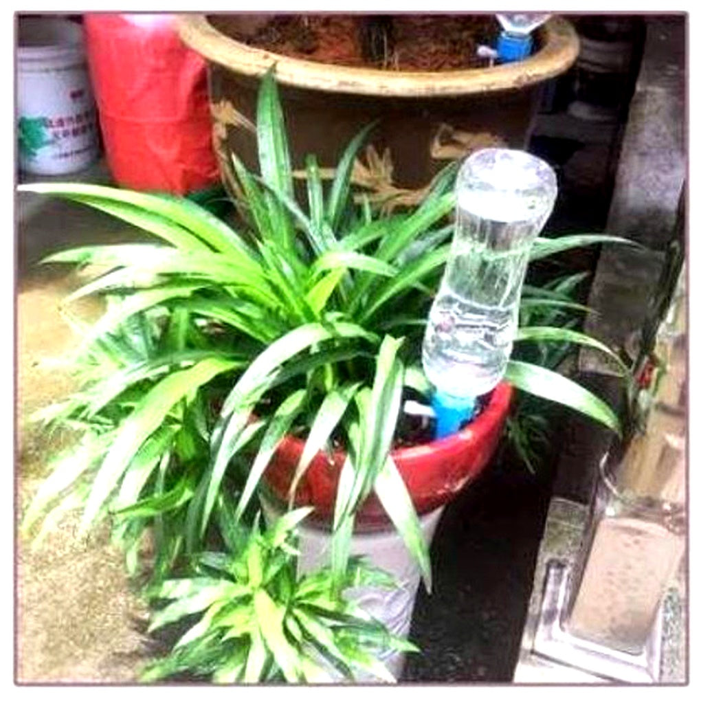 Automatic Plant Watering Spikes | Adjustable Flow Regulator | Bottle-Compatible 12-Pack