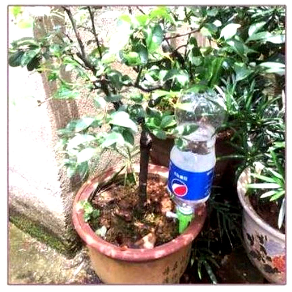 Automatic Plant Watering Spikes | Adjustable Flow Regulator | Bottle-Compatible 12-Pack