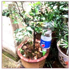 Automatic Plant Watering Spikes | Adjustable Flow Regulator | Bottle-Compatible 12-Pack