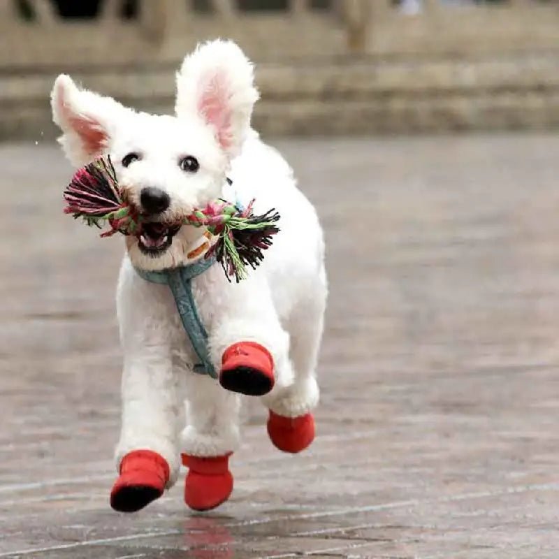 Dog Waterproof Boots | Insulated Velvet Lining | Non-Slip Sole & Windproof