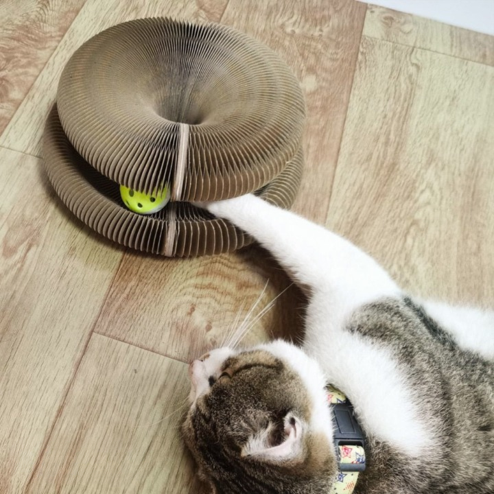 WhiskerWhirl™ — Transform Your Cat’s Boredom into Joyful Energy and Calm Focus