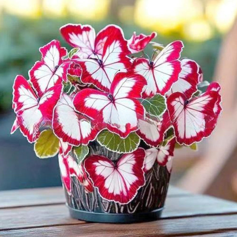 EnchantWing™ Butterfly Bloom Seeds — Transform Your Garden into a Vibrant Butterfly Paradise That Dazzles Every Eye