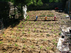 Cooling Irrigation System | Save 70% Water | Garden, Lawn & Terrace | RootMist