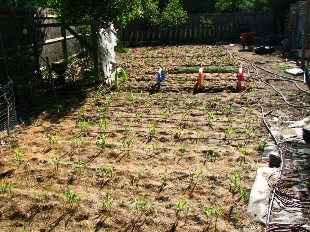 Cooling Irrigation System | Save 70% Water | Garden, Lawn & Terrace | RootMist