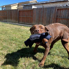 TitanChew™ — Unbreakable Fun That Keeps Your Dog Happy and Healthy