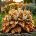 ShadeMuse™ — Transform Hidden Shade into a Vibrant, Effortless Garden Sanctuary