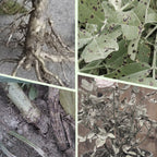 Plant Nutrition | Uniform Nutrient Spread | Simple Plug-In | RootVita