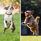 ThrillPup™ — Ignite Boundless Joy and Energy with Every Chase