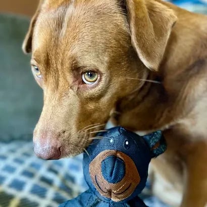 TitanChew™ — Unbreakable Fun That Keeps Your Dog Happy and Healthy