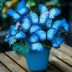 EnchantWing™ Butterfly Bloom Seeds — Transform Your Garden into a Vibrant Butterfly Paradise That Dazzles Every Eye