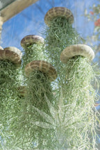 SeaThrive™ — Bring Peaceful Coastal Beauty and Effortless Greenery Into Your Home